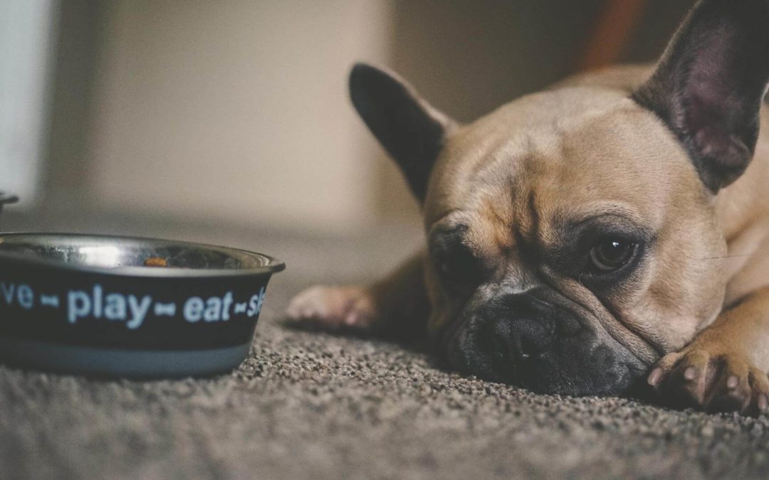 Wash Your Pet’s Dishes After Every Single Use, Seriously