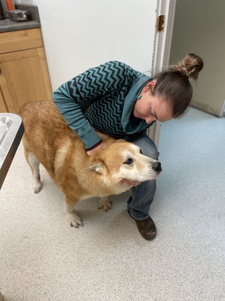 Payment Options For Veterinary Care Valley Veterinary Clinic Of Glasgow