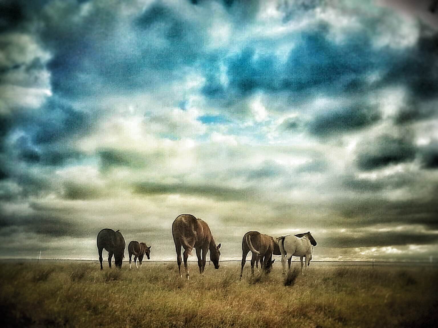 About Valley Veterinary Clinic Of Glasgow Vet In Glasgow